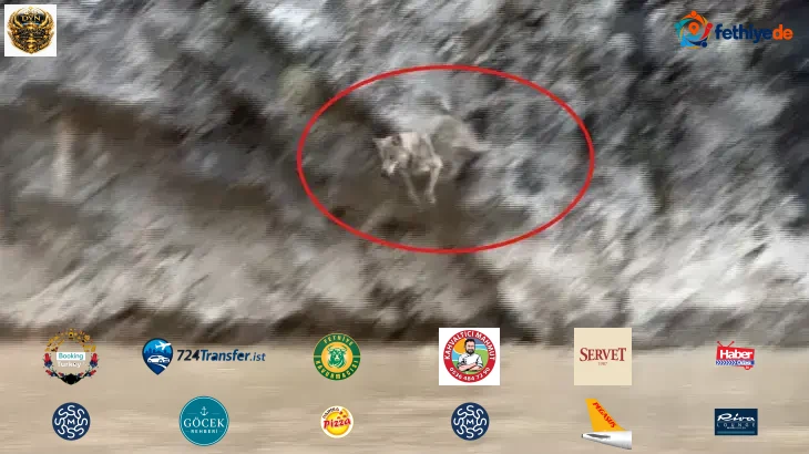 Görüntüler Türkiye'den! Vahşi doğa belgesellerini aratmadı: İşte kurtlarla yaban keçilerinin amansız mücadelesi