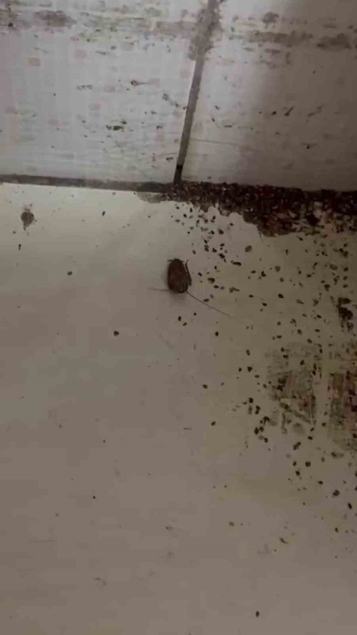 İskenderun'da fırında hamam böceği ve sigara izmariti bulundu, işletmeye ceza verildi