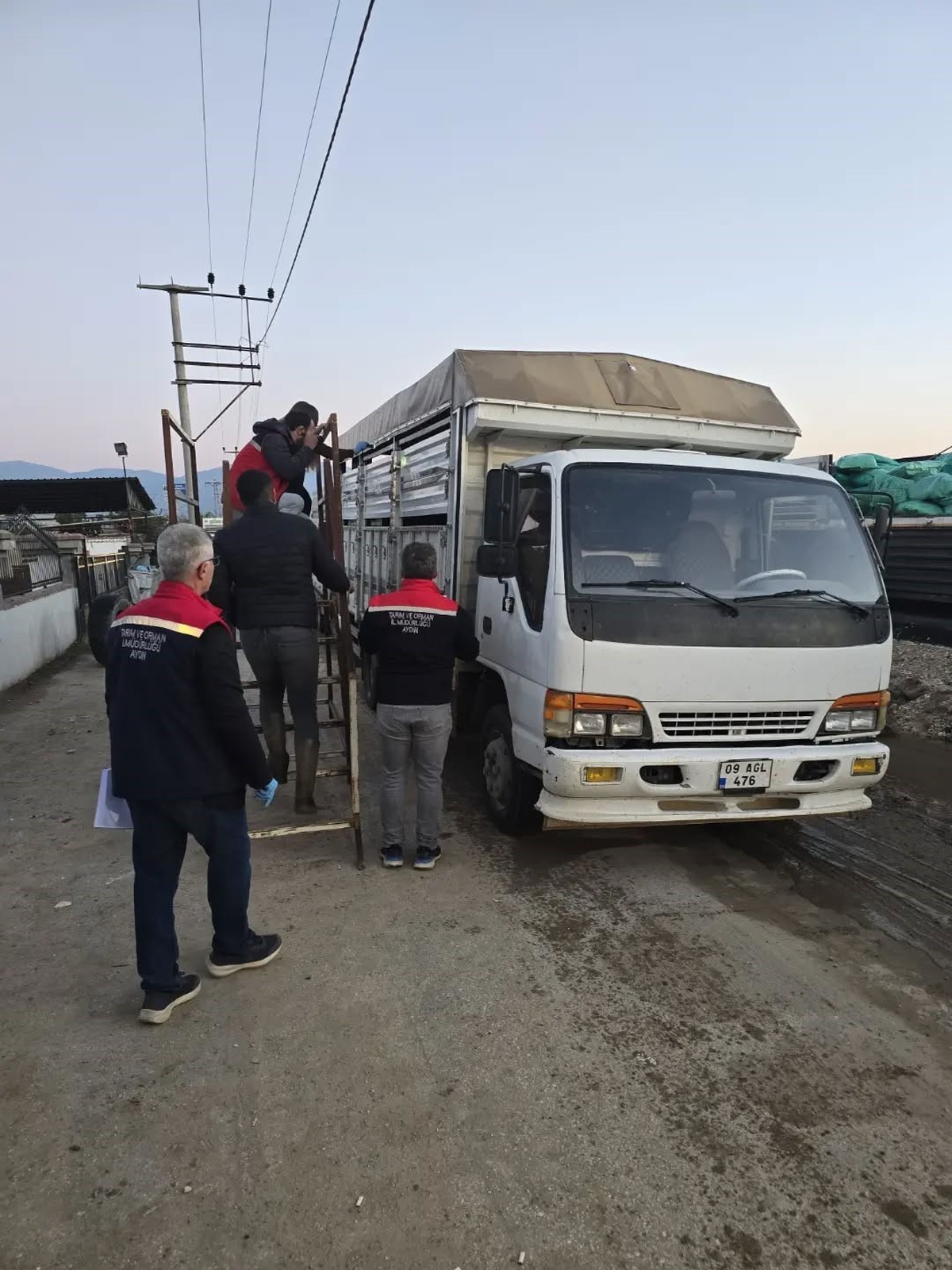 Aydın Nazilli'de hayvan pazarında küpesi ve belgesi eksik hayvanlar geri çevrildi