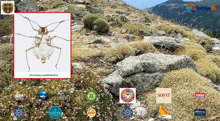 'Kardikeni' üzerinde yaşıyor: Kaz Dağları'nda dünya literatürüne giren keşif