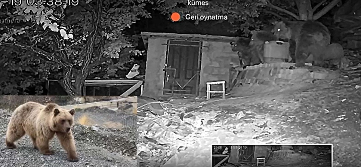 Erzincan Üzümlü'de 3 ayı bağ evinin bahçesine girdi, güvenlik kamerasına yansıdı