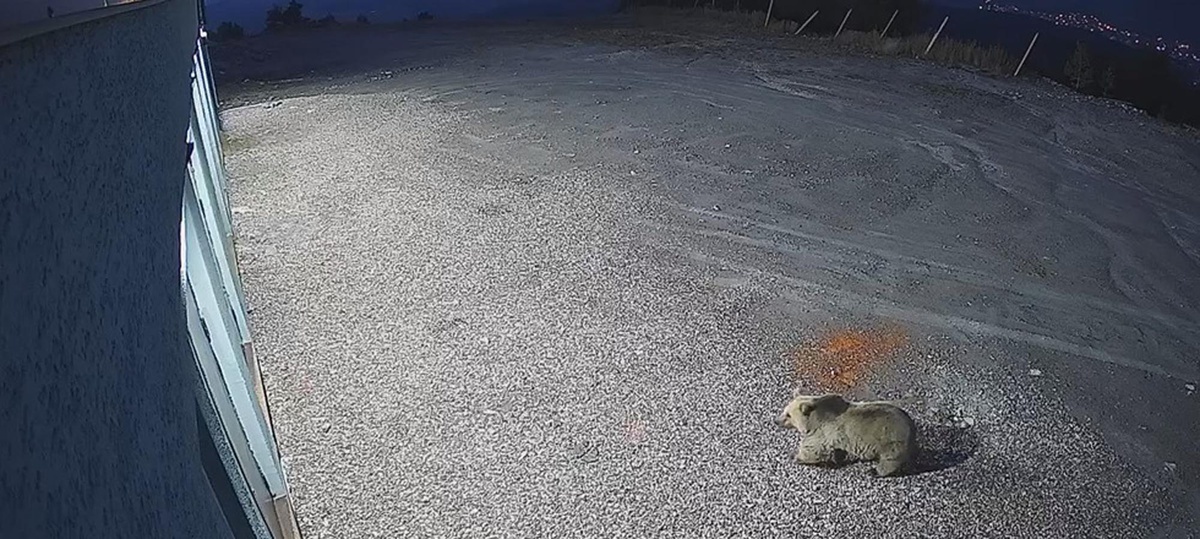 Sarıkamış Kayak Merkezi'nin 2 bin 634 rakımlı zirvesinde bozayı görüntülendi