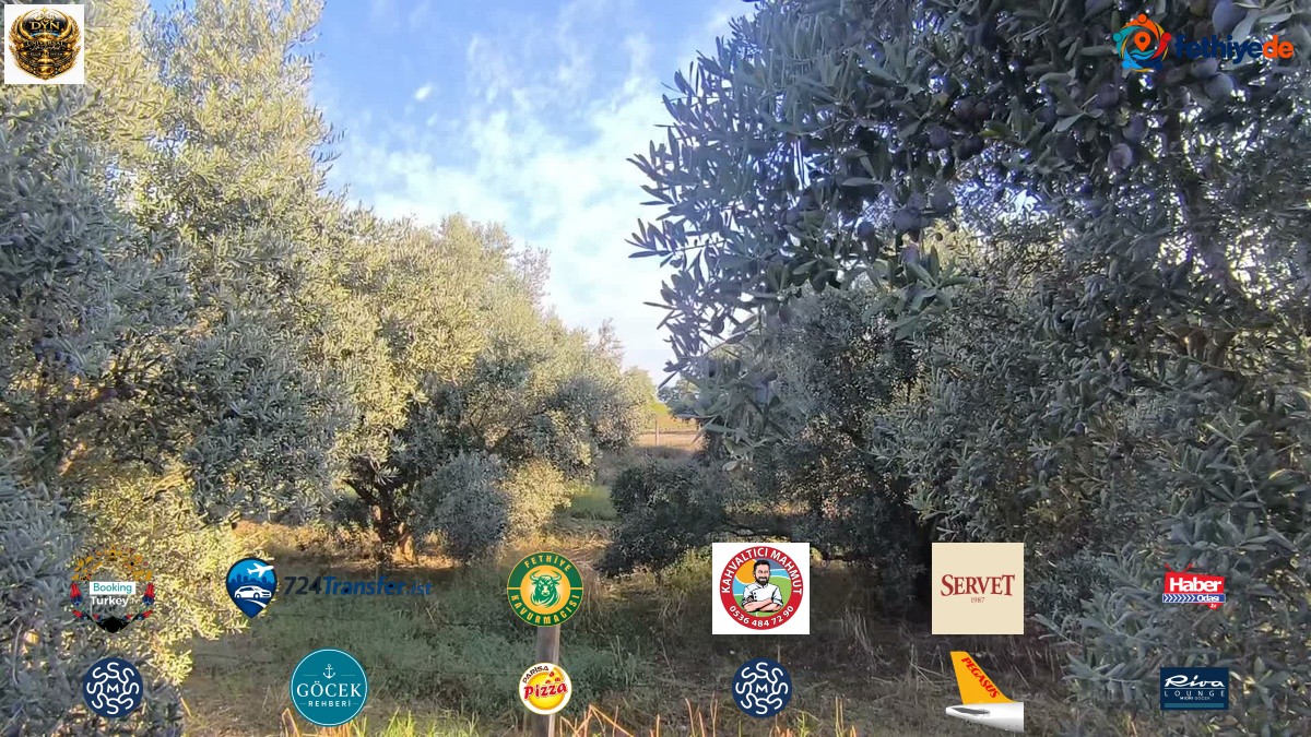 Osmaniye Kadirli'de zeytin üreticileri 70'ten 15-20 liraya düşen fiyattan yakındı