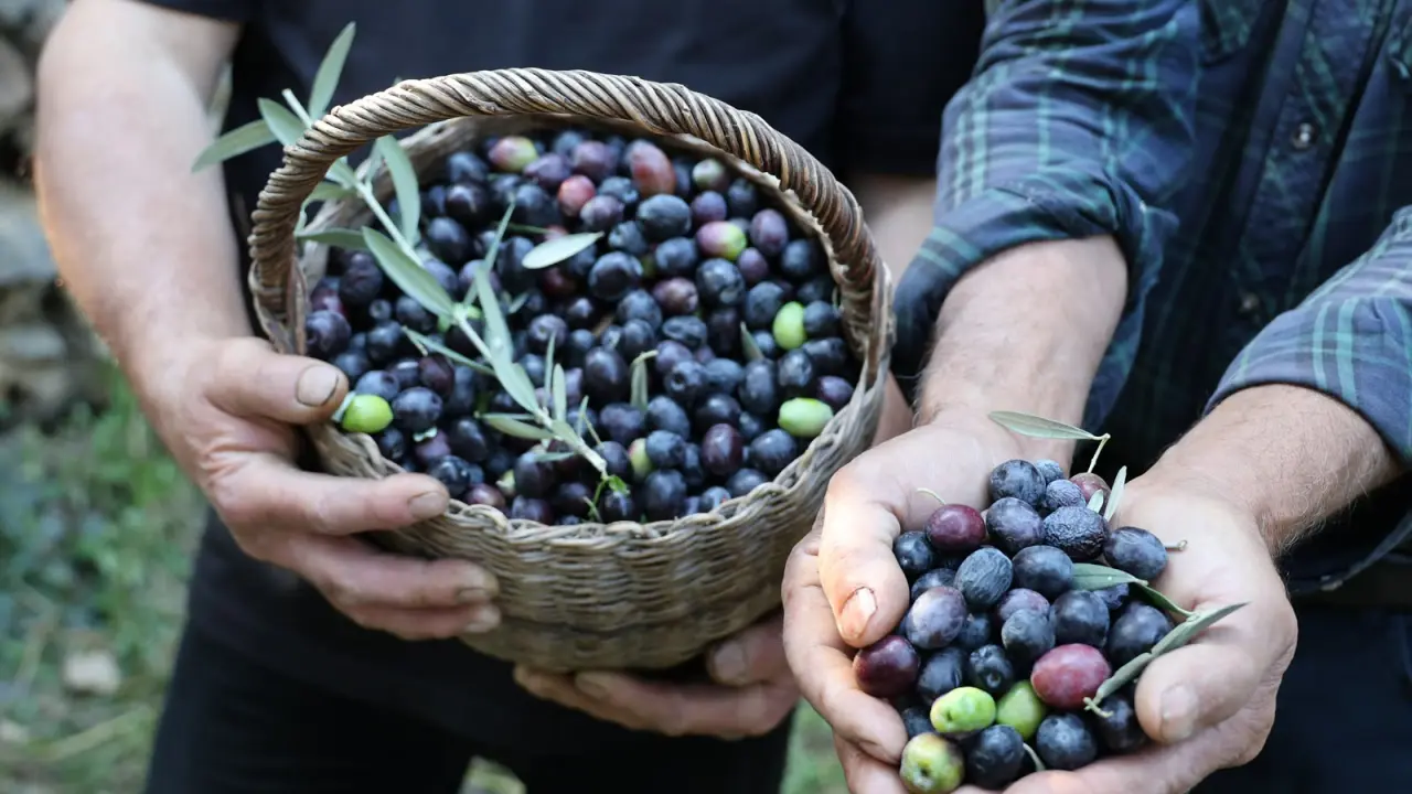 Artvin’de cambazlık gerektiren hasat! 12 metrelik merdivenlerle topluyorlar!