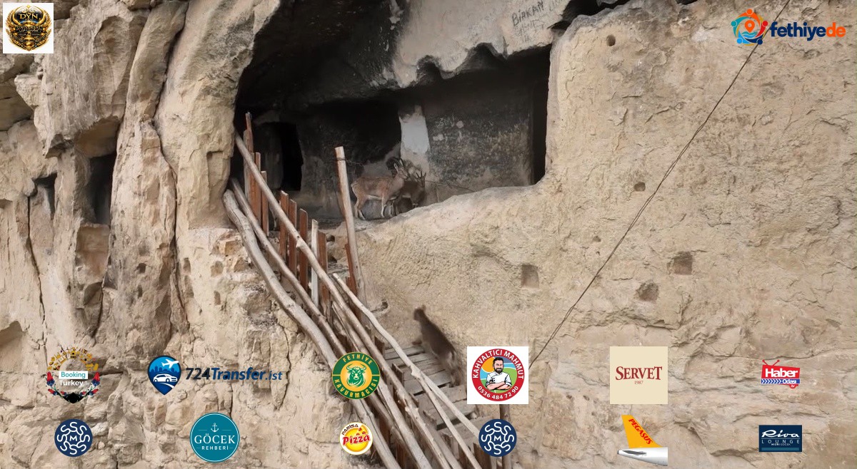 Tunceli Çemişgezek'te yaban keçileri 25 odalı İn Delikleri'ne tırmandı