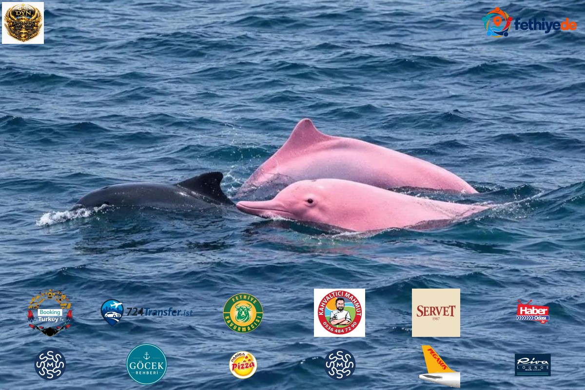 Nadir görülen pembe yunuslar Umman kıyılarında ortaya çıktı