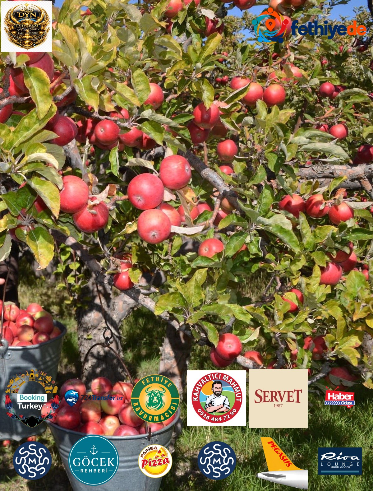Niğde'de misket elması hasadı başladı, bu sezon 132 bin 620 ton rekolte bekleniyor