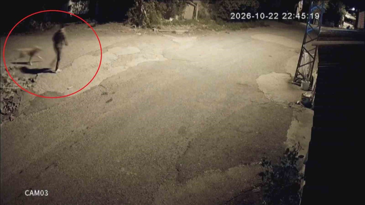 Dörtyol'da ailenin golden köpeği Tomi, motosikletli 2 kişi tarafından çalındı