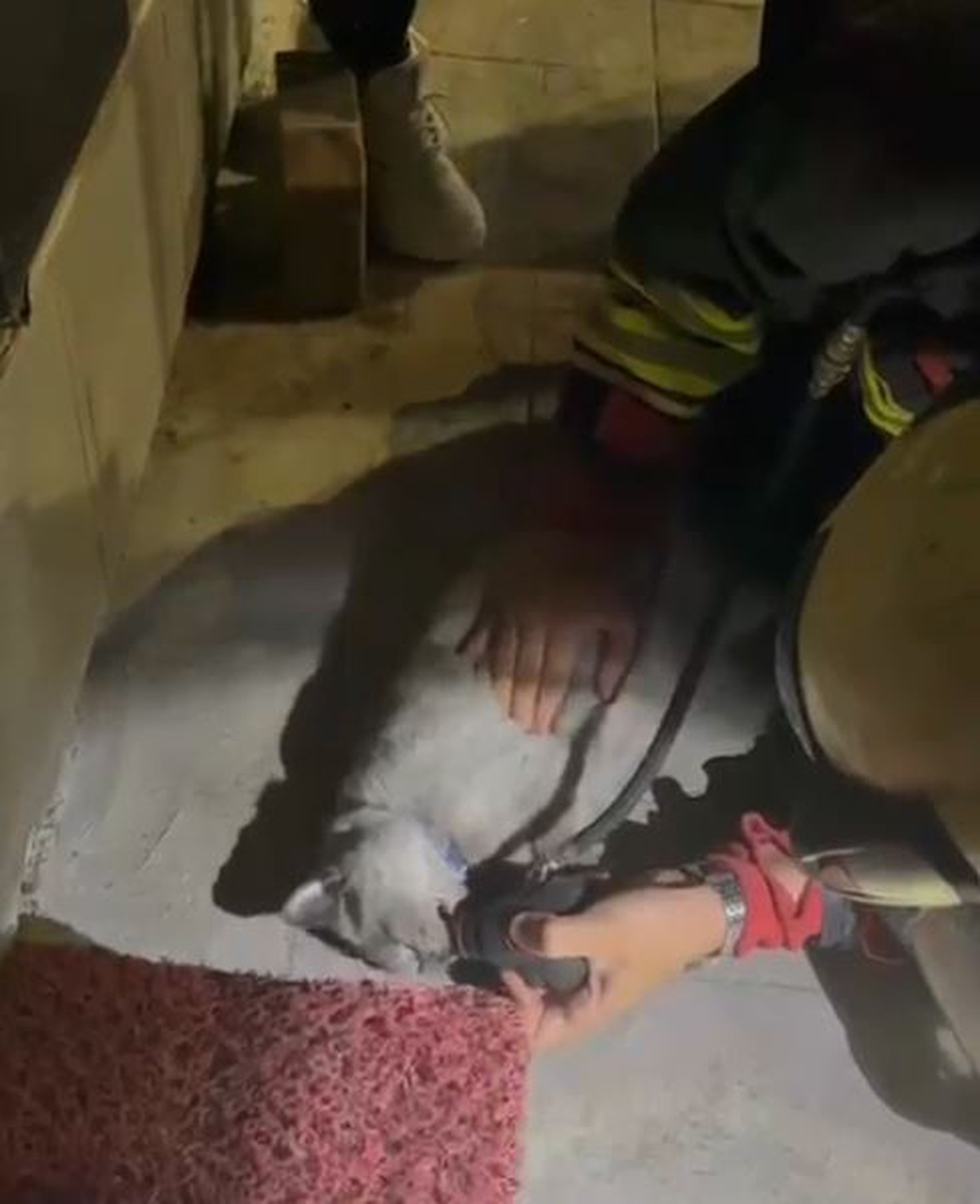 Samsun İlkadım'da çıkan yangında mahsur kalan kediye oksijen ve kalp masajı yapıldı