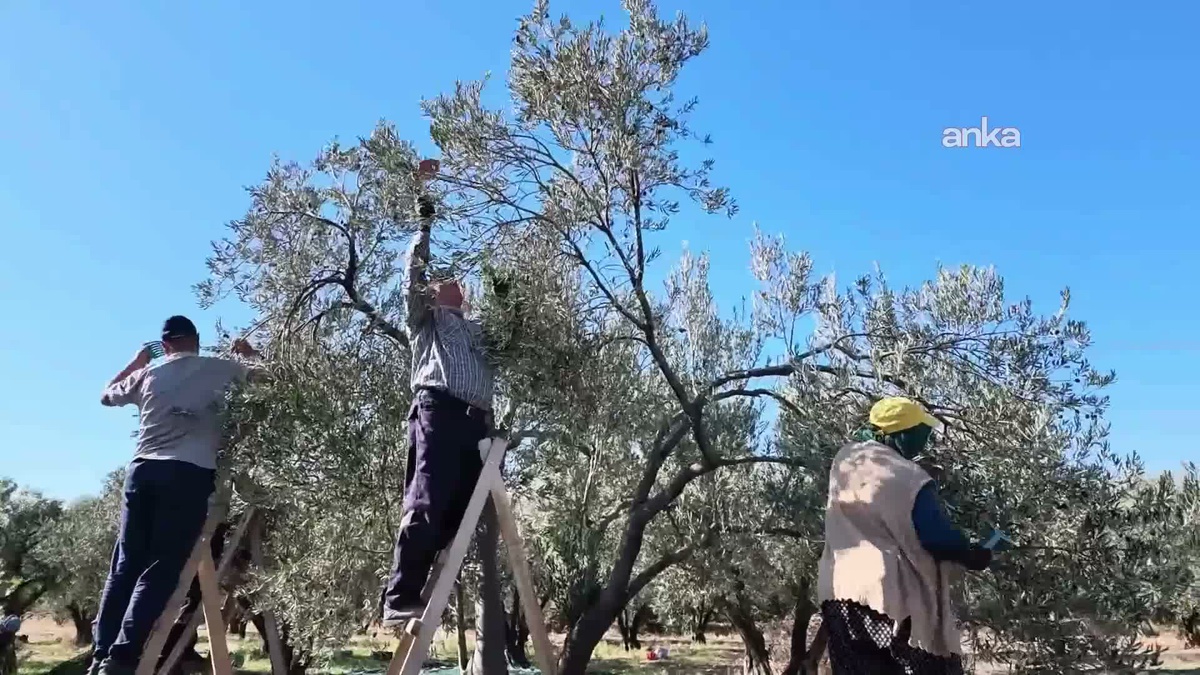 Aydın Karacasu'da zeytin üreticileri yağlık 10 liraya düşünce zararına satıyor