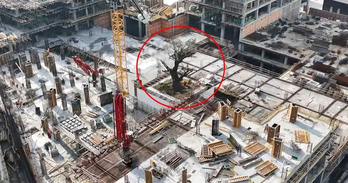 İstanbul'daki yalnız ağaç! Çevresini binalar sardı, geleceği merak konusu