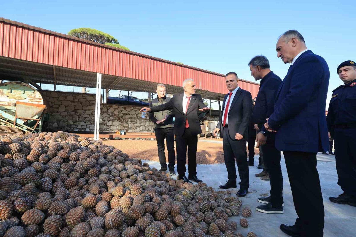 Muğla Valisi Akbıyık, Yatağan'da çam fıstığı üretimini destekleyeceğini açıkladı