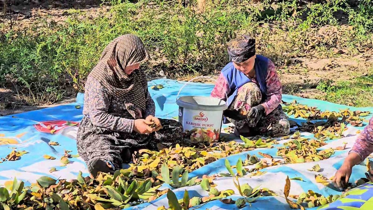 Balıkesir Sındırgı'da ceviz hasadında yüksek rekolte üreticiyi sevindirdi