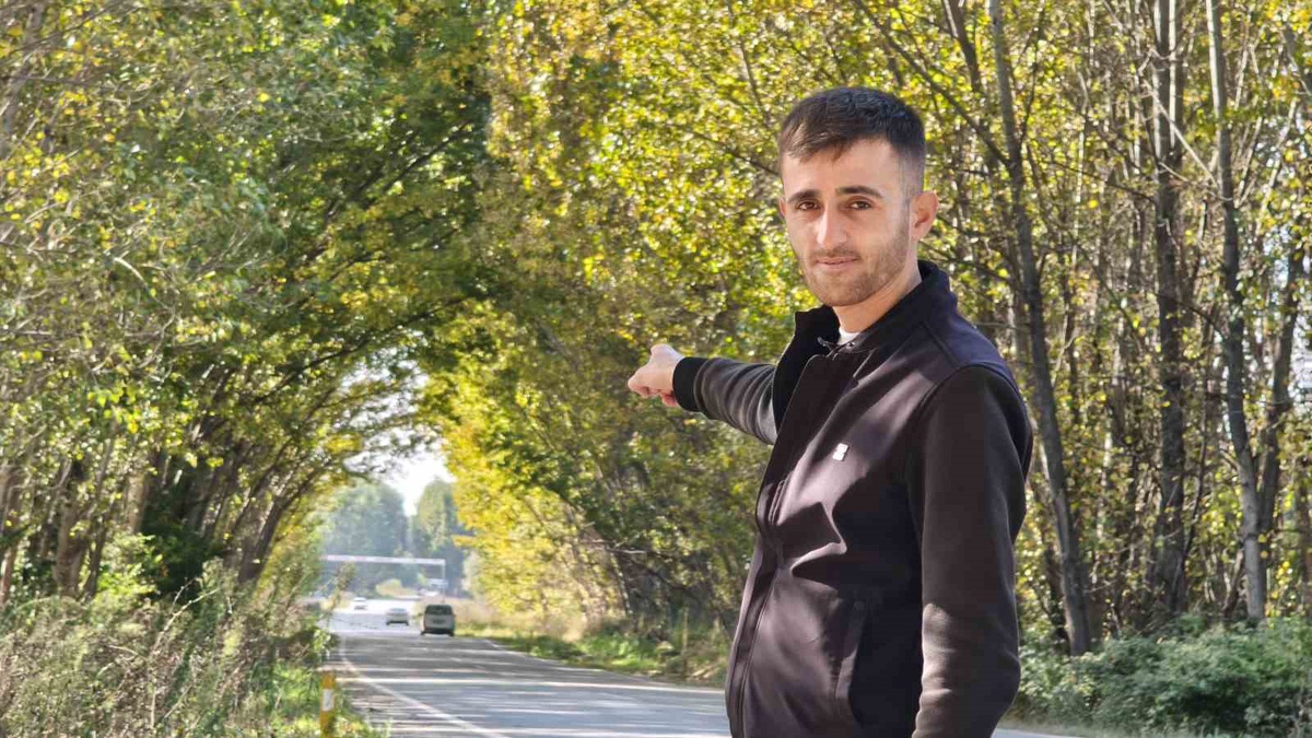 Tokat'ta Pazar-Zile karayolundaki kavak ağaçları sonbaharda doğal tünel oluşturdu