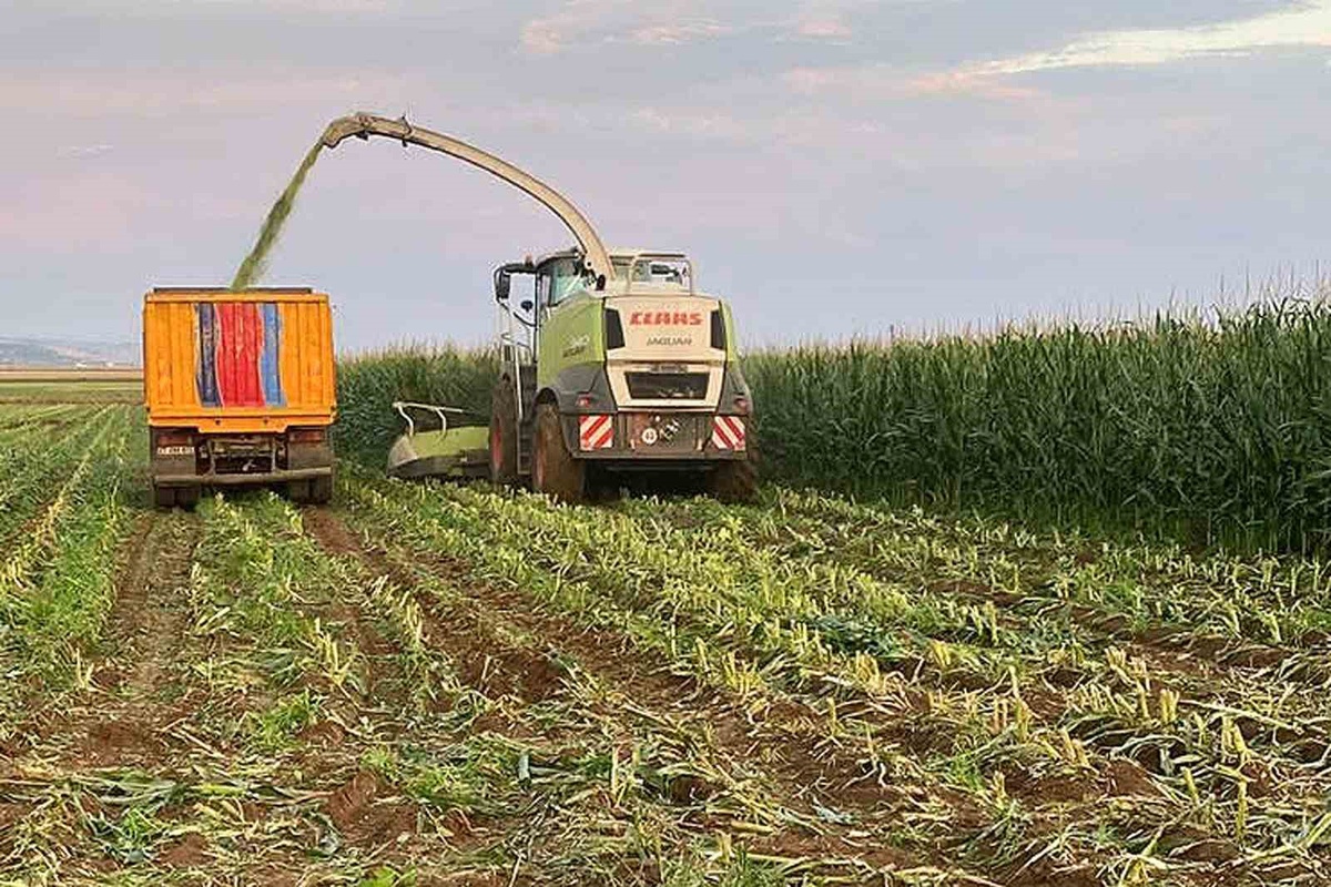 Araban Ovası'nda silajlık mısır hasadı sürüyor, dönümde 4-5 ton verim alınıyor