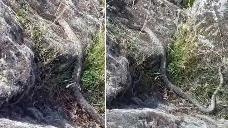 Aksaray'da göl kenarında yürüyüş yaparken 3 metre yılanla karşılaştı