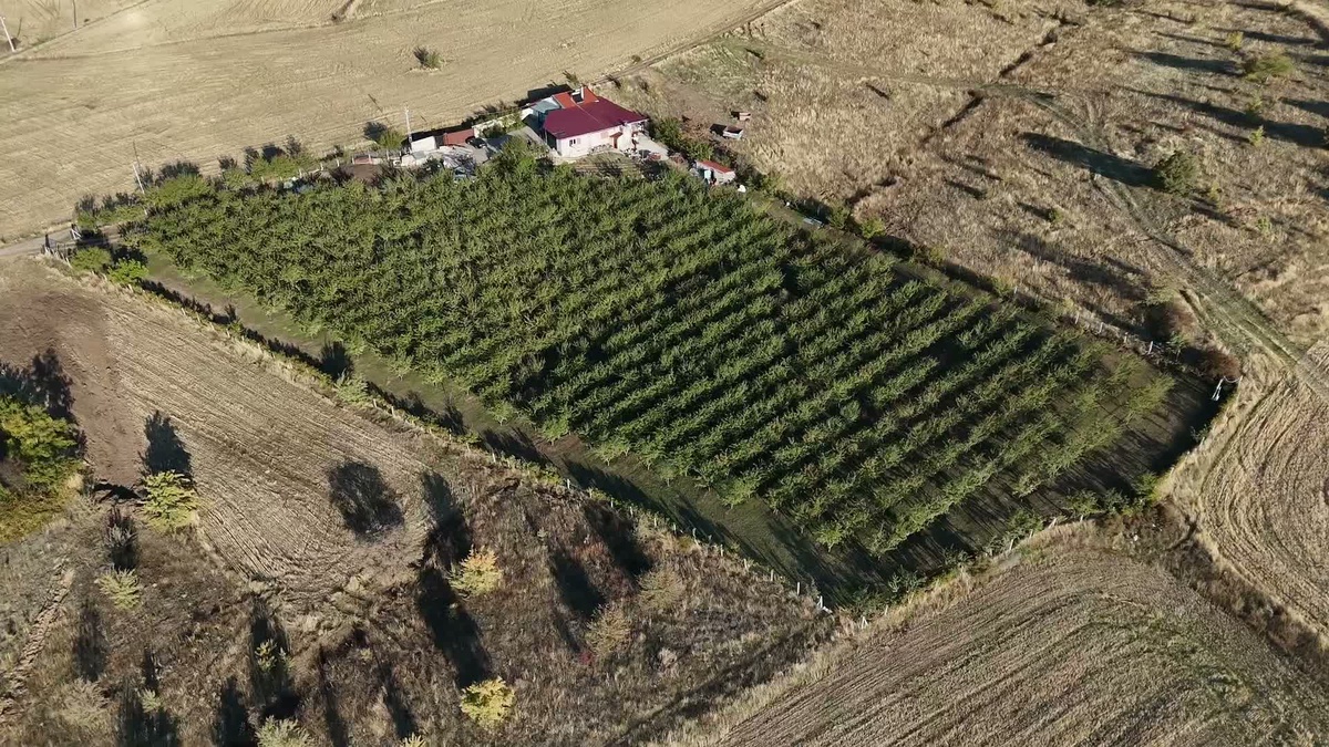 Hasan Sidal, Yozgat'ta 350 bin avro yatırımla 1200 badem fidanı dikti