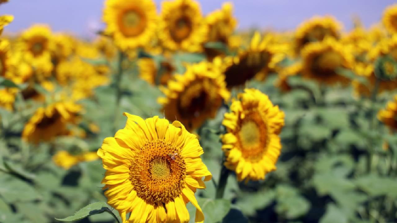 211,9 ton yağlık ayçiçeği açık artırma ile satılacak