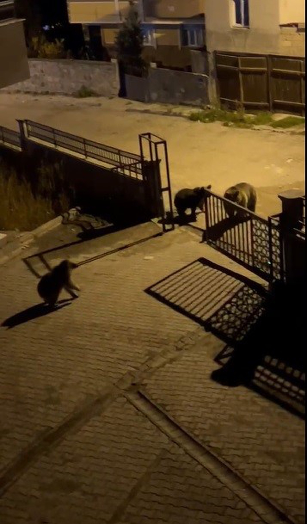 Sarıkamış'ta boz ayılar sokaklarda çöp konteynerlerinde yiyecek ararken görüntülendi