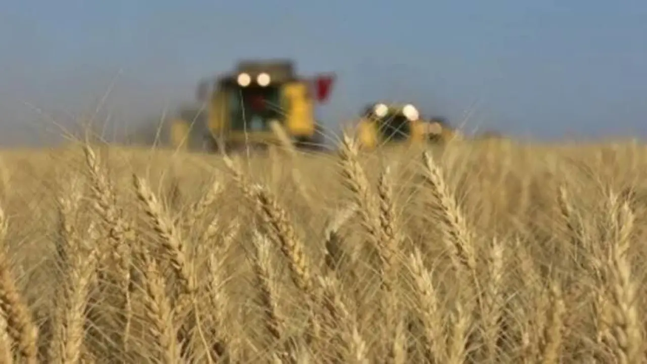 TİGEM 2 bin 906 ton mahsul buğday satacak