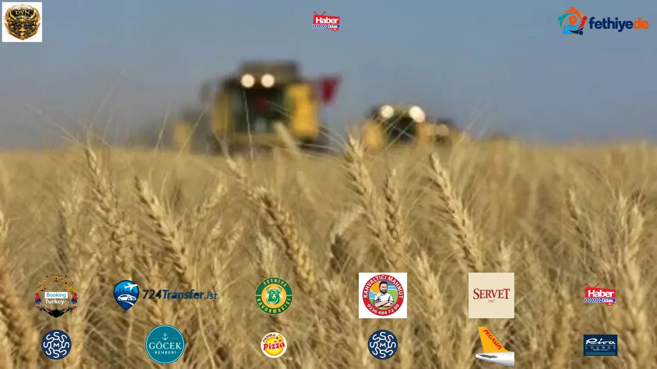 TİGEM 2 bin 906 ton mahsul buğday satacak