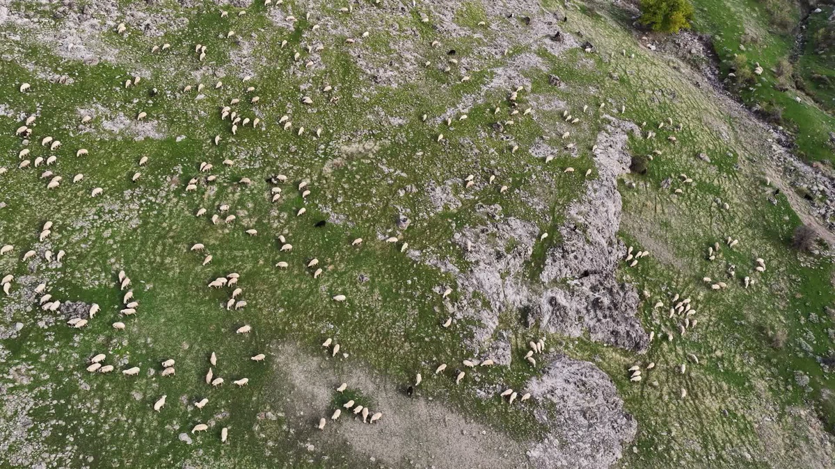 Tunceli'de küçükbaş üreticisi yem ve maliyetlerden yakınıyor, bir torba yem 1200 lira