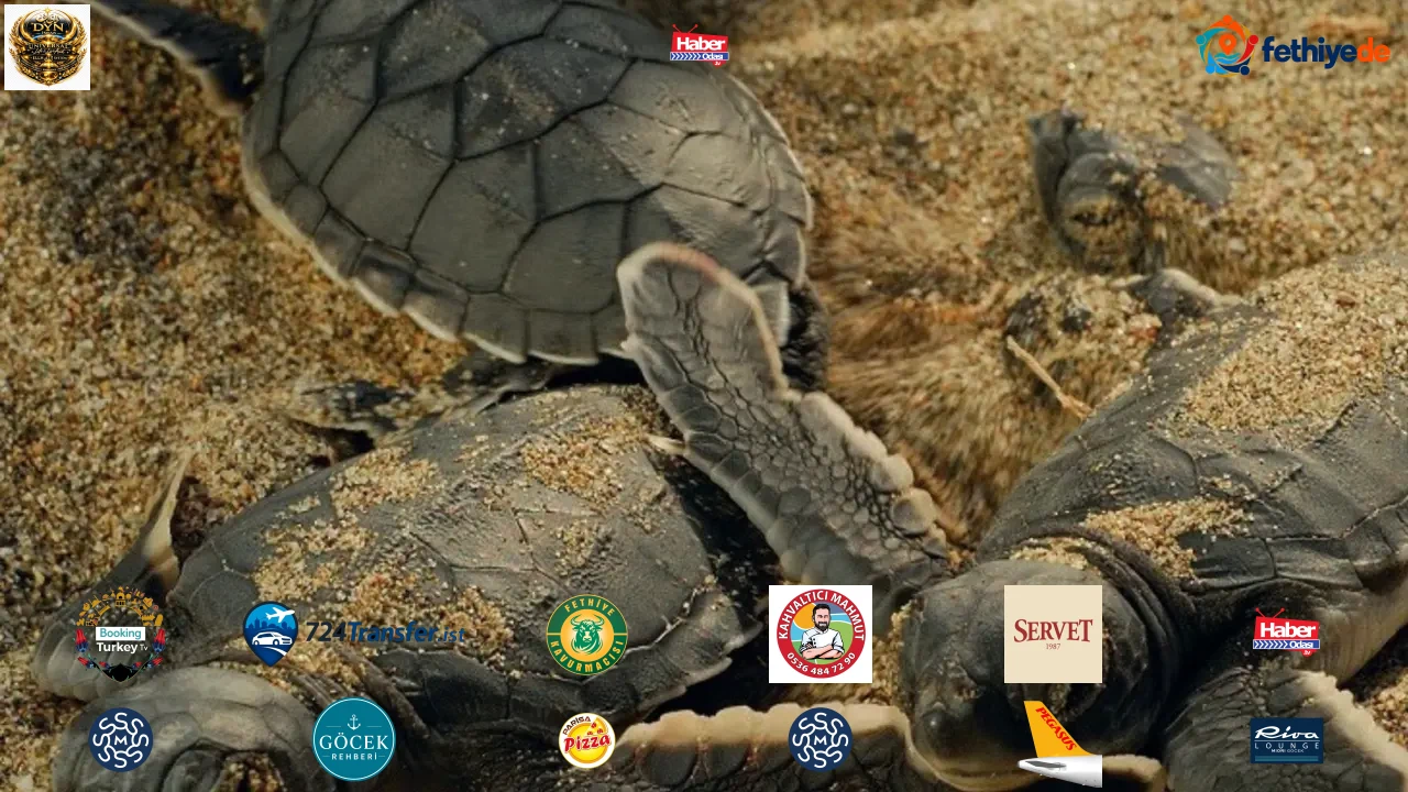 Bir maraton, binlerce yaşam! Deniz kaplumbağaları için çağrı