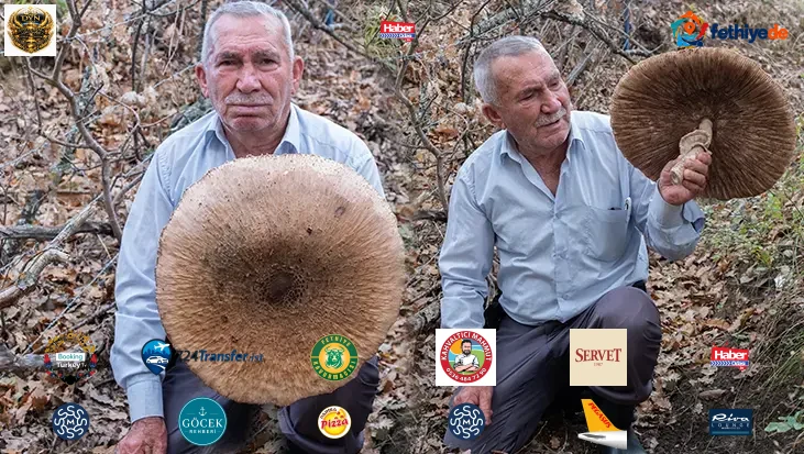 Ormanda görünce şaştı kaldı! Dev şemsiye mantarının boyu 40 santimetreye yaklaştı, sepete sığmadı