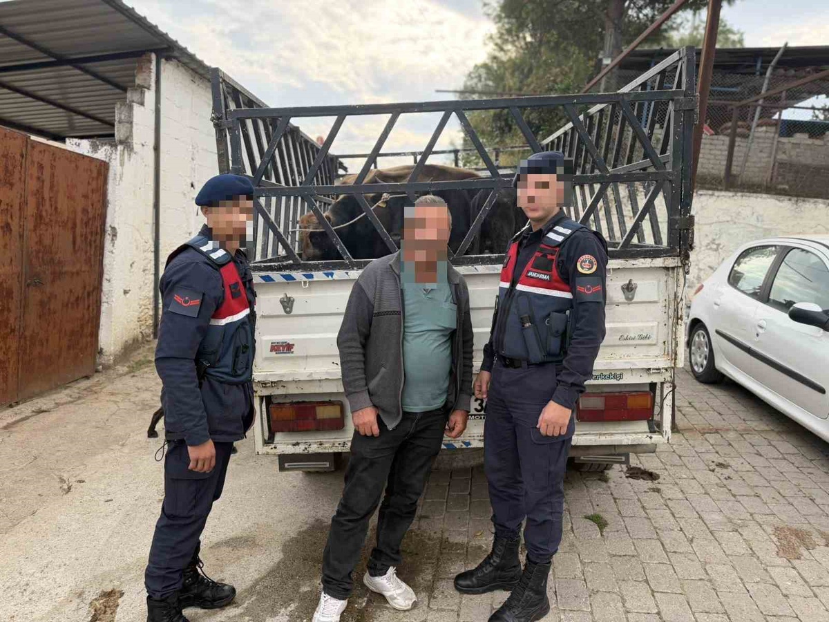 Aydın Koçarlı'da 4 büyükbaş hayvanı 237 bin TL'ye satan şüpheli tutuklandı