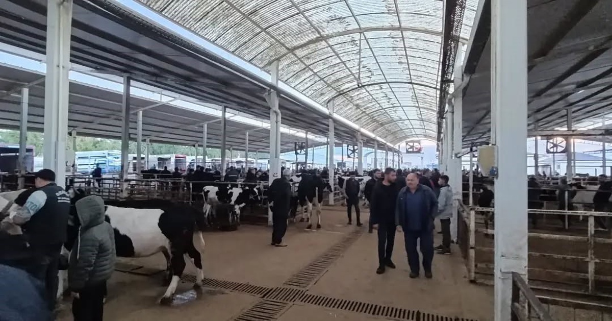 Nazilli'de canlı hayvan pazarında küpesiz ve belgesiz hayvan girişine izin verilmedi
