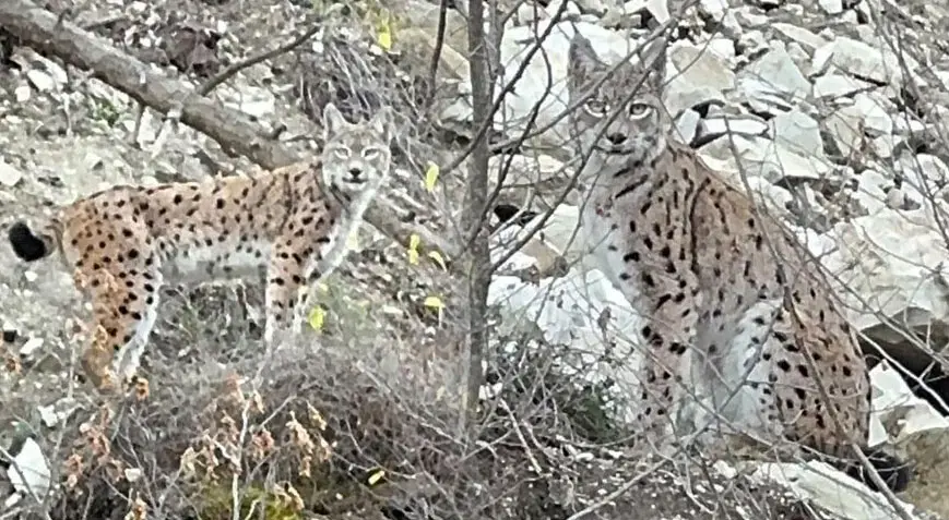 Kayalıkların arasında ortaya çıktı! Erzurum’da büyük sürprizi