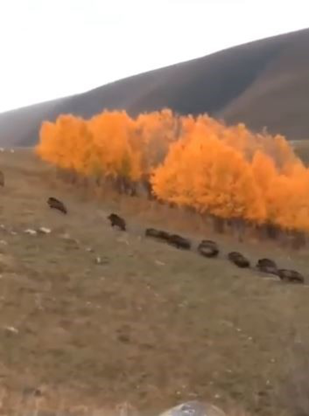 Ardahan Damal'da domuz sürüsü büyükbaş hayvanların yakınından geçerek görüntülendi
