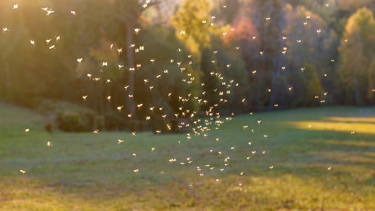 Sivrisinek tuvaletleri: Bilim insanları virüs avında dışkıyı kullanıyor