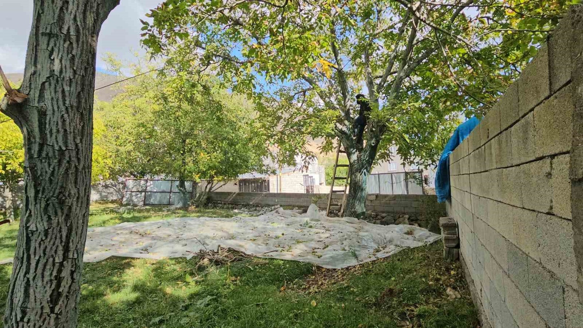 Bitlis Adilcevaz'da coğrafi işaret tescilli ceviz hasadı sürüyor