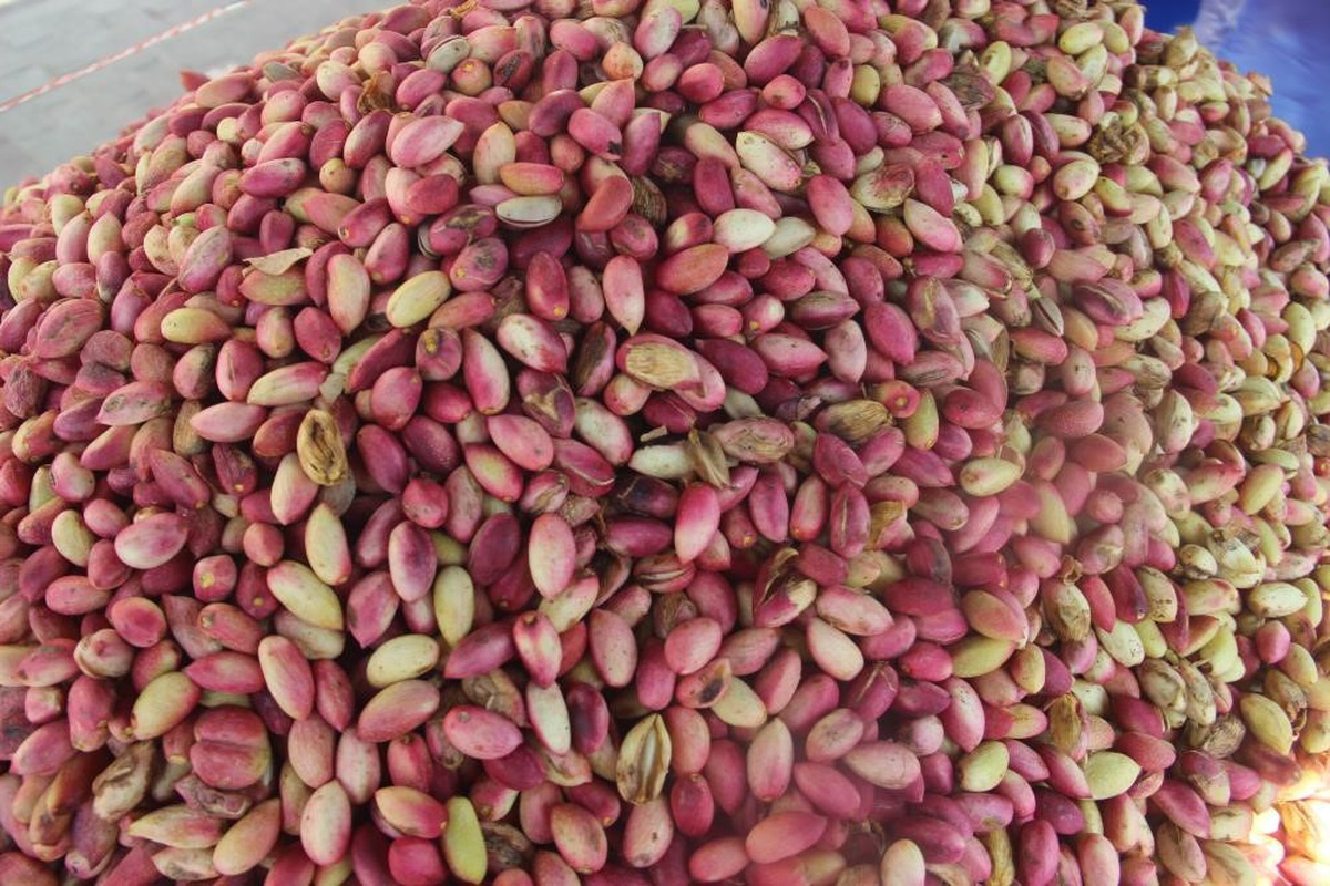 USDA raporu Antep fıstığı rekoltesinde yüzde 10 artışla 130 bin ton öngörüyor