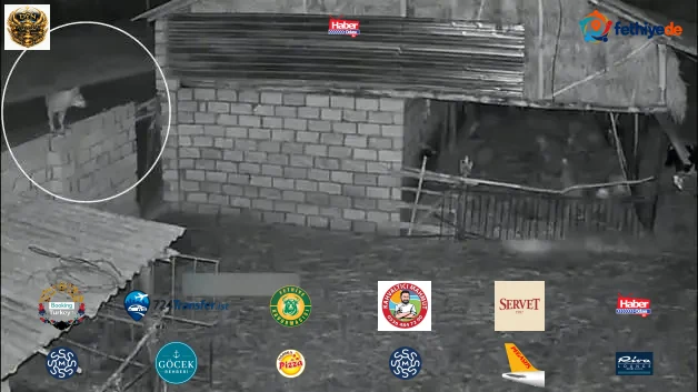Azerbaycan'da ahıra giren kurt neye uğradığını şaşırdı