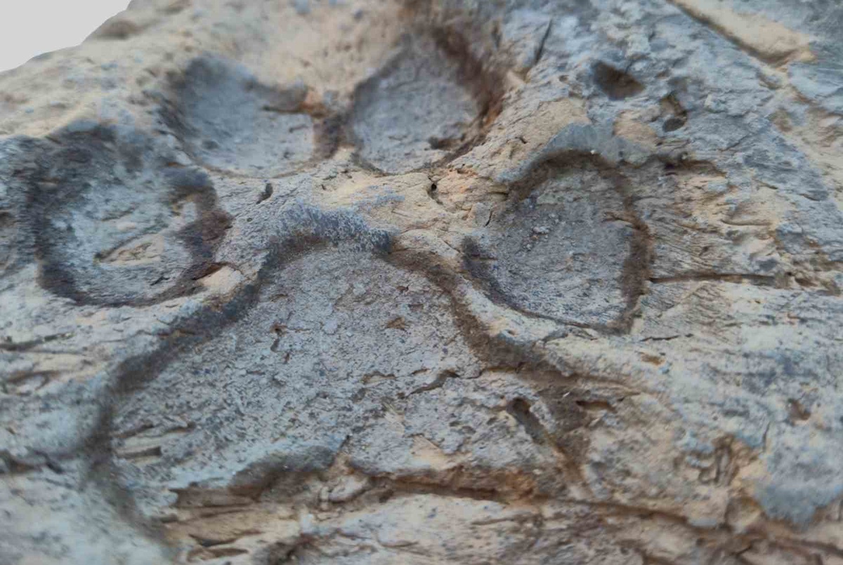 BŞEÜ'nün Tavşanlı Höyük kazısında 4 bin yıllık köpek pati izleri bulundu
