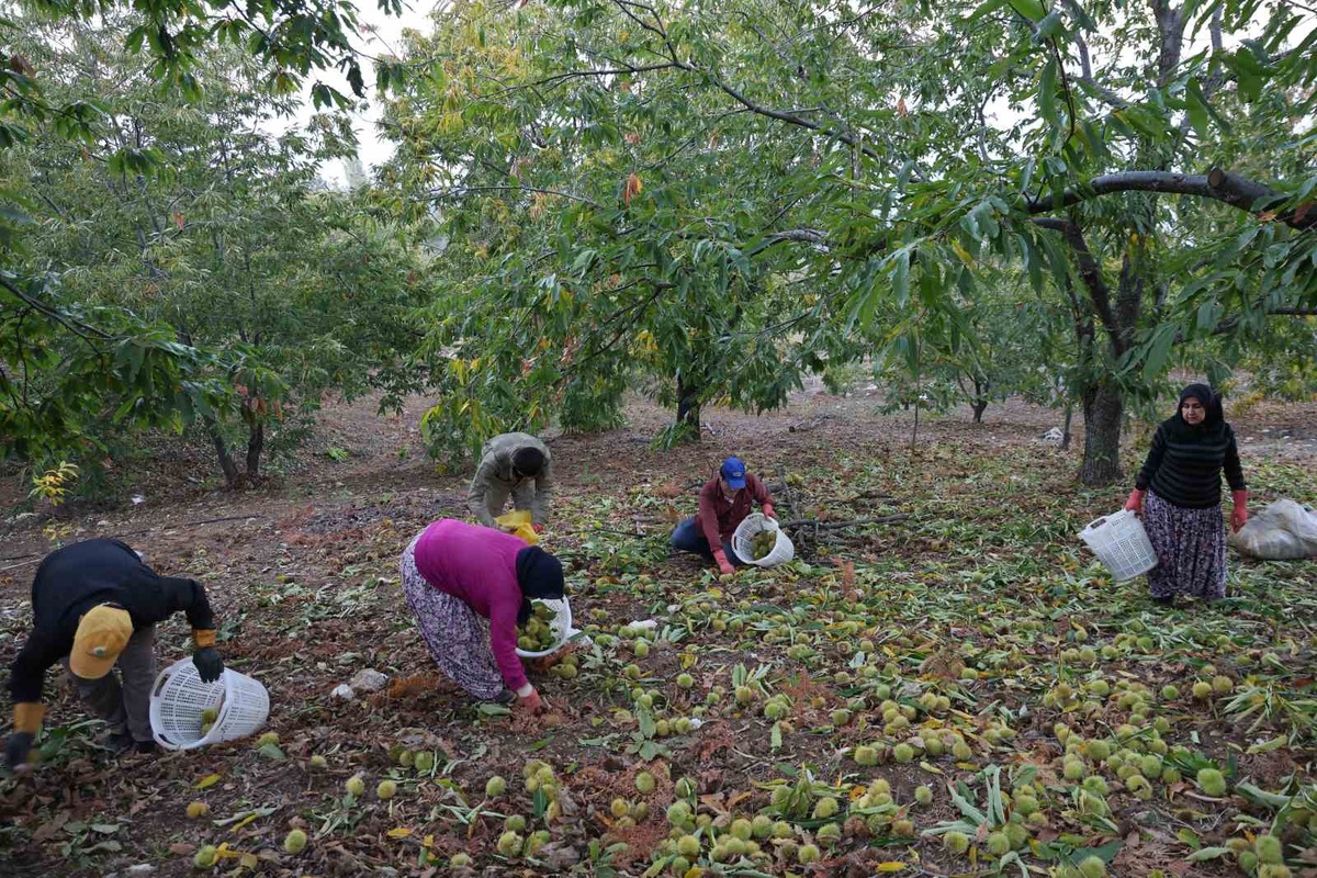 Aydın'da kestane hasadı bitti, Aydın ve İzmir'de 50 bin ton üzeri rekolte bekleniyor