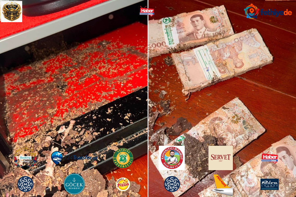 Kasayı açınca hayatının şokunu yaşadı! 1,4 milyon TL’lik birikimini böcekler kemirdi