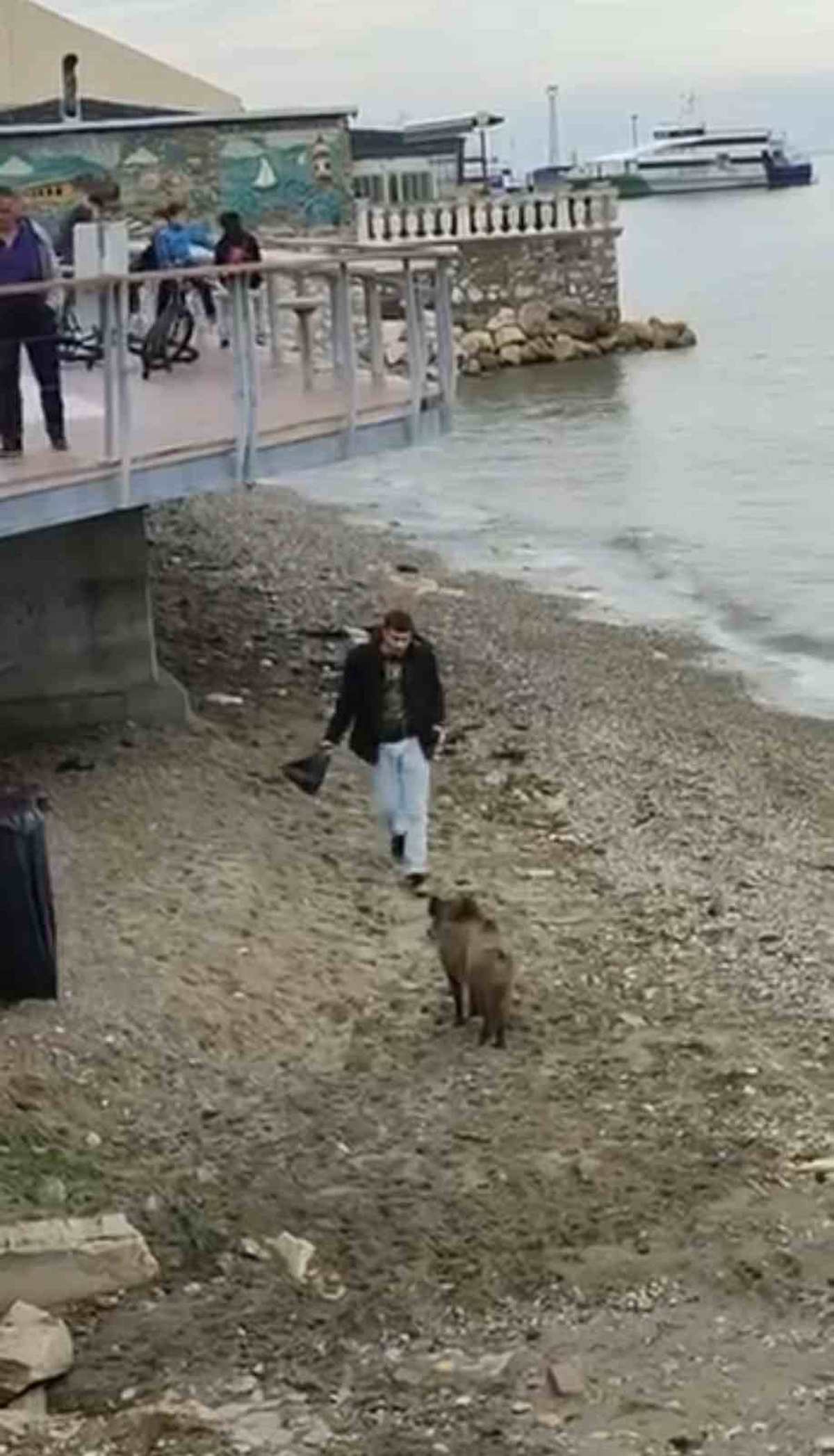 Bursa Mudanya'da sahile inen yaban domuzu uyuşturucu iğneye rağmen yoluna devam etti