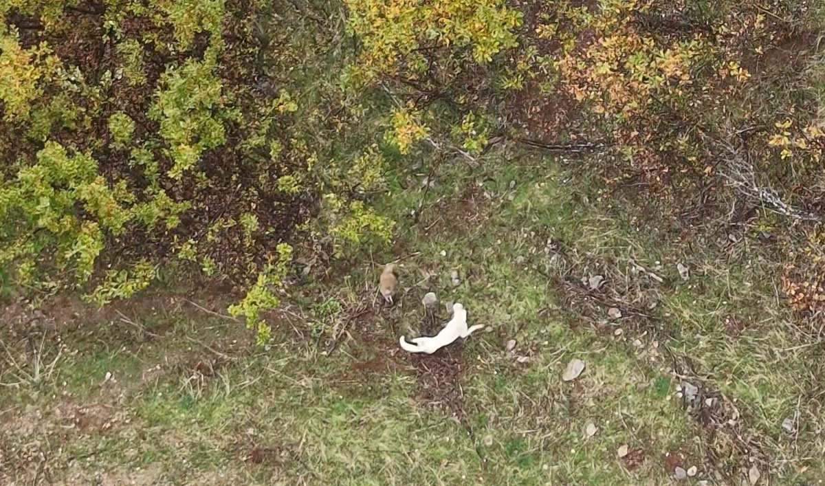 Muş'ta çoban köpeği ile porsuğun mücadelesi dronla havadan kaydedildi