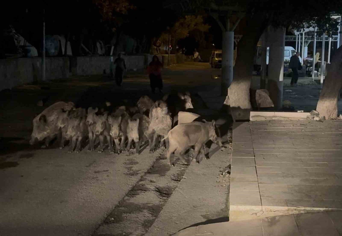 Bodrum'da yaban domuzu sürüsü Bitez'de pazara girmeye çalıştı