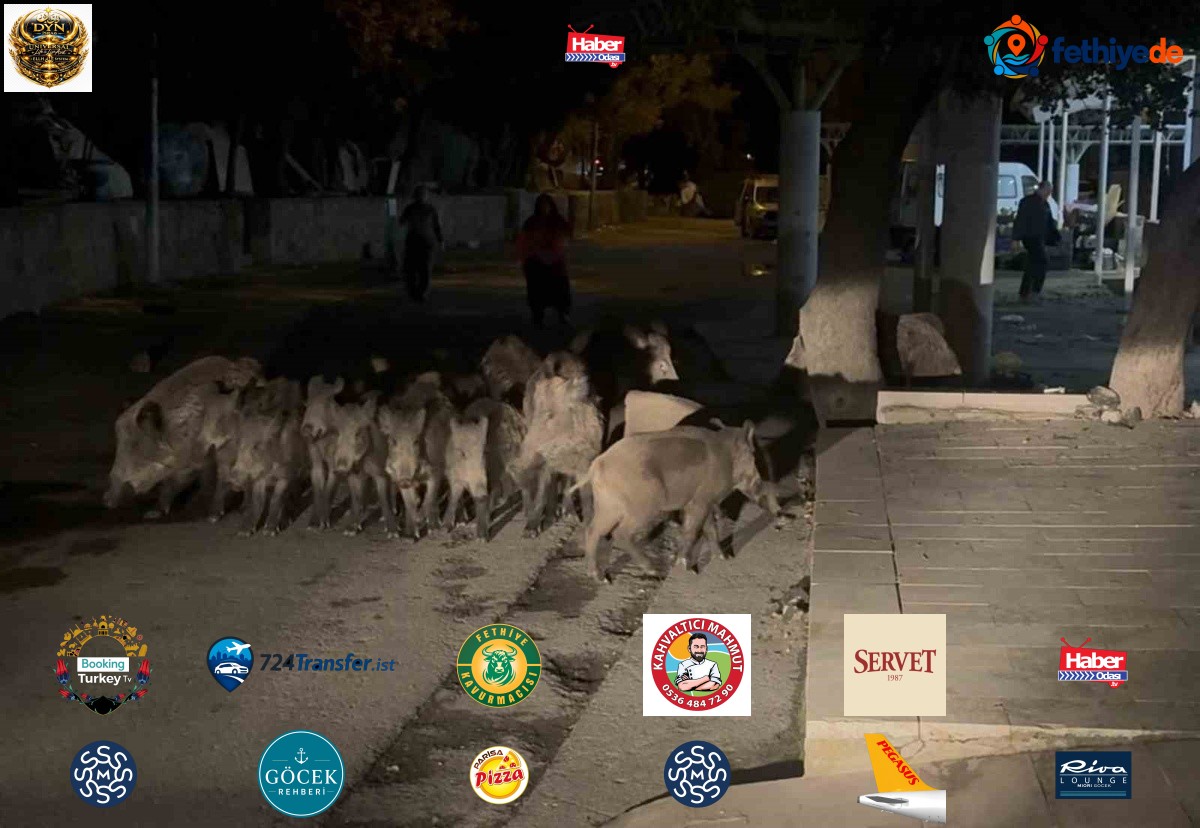 Bodrum'da yaban domuzu sürüsü Bitez'de pazara girmeye çalıştı