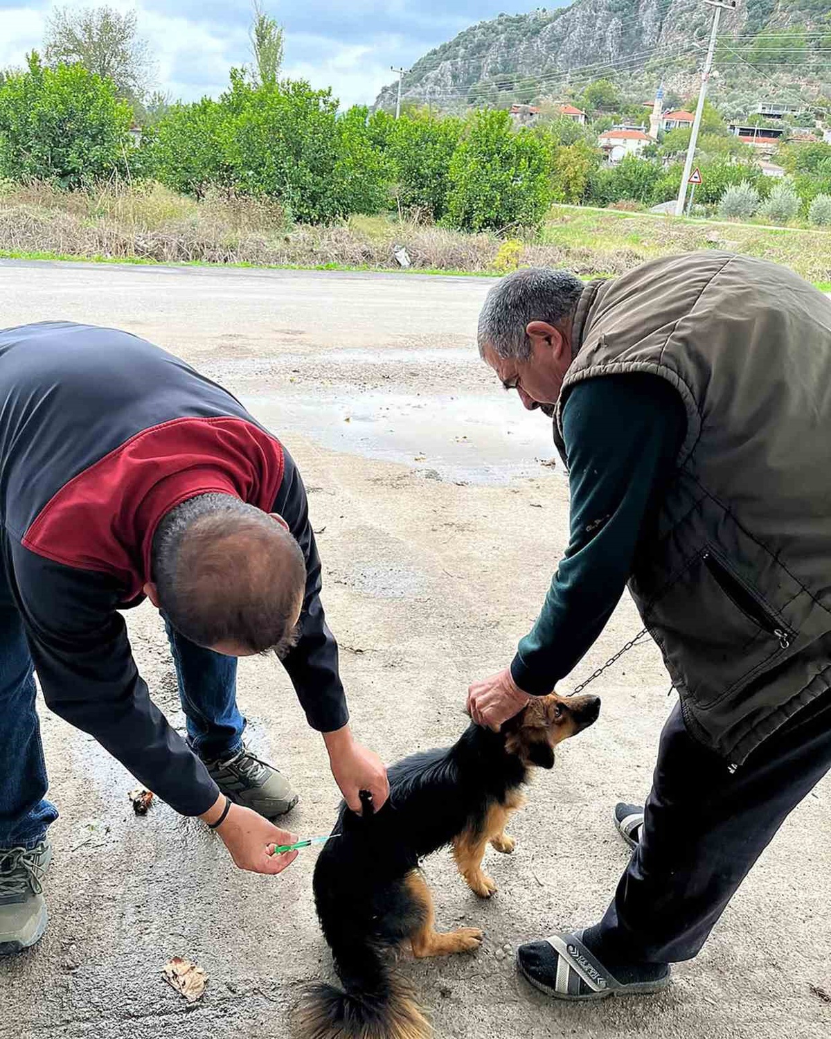 Ortaca Tarım ve Orman Müdürlüğü Karadonlar'da kedi ve köpeklere kuduz aşısı yaptı