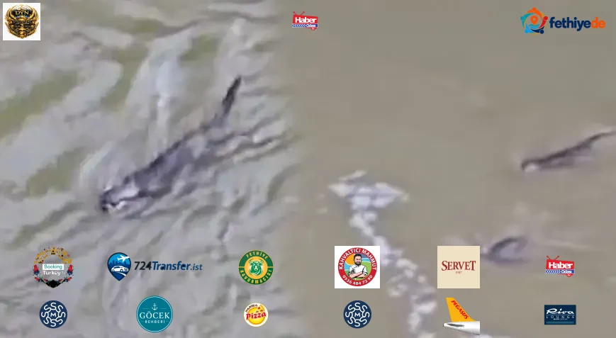 Üçü birlikte suyun yüzeyine çıktı! Görenler telefona sarıldı