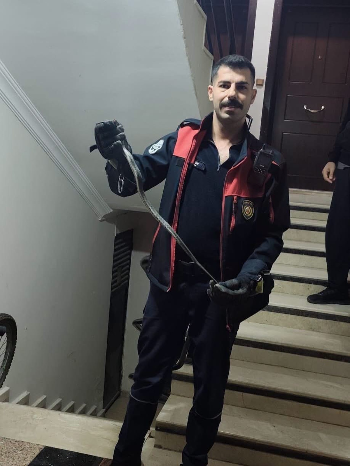 Hatay'ın Defne ilçesinde yakalanan yılan itfaiye tarafından doğaya bırakıldı