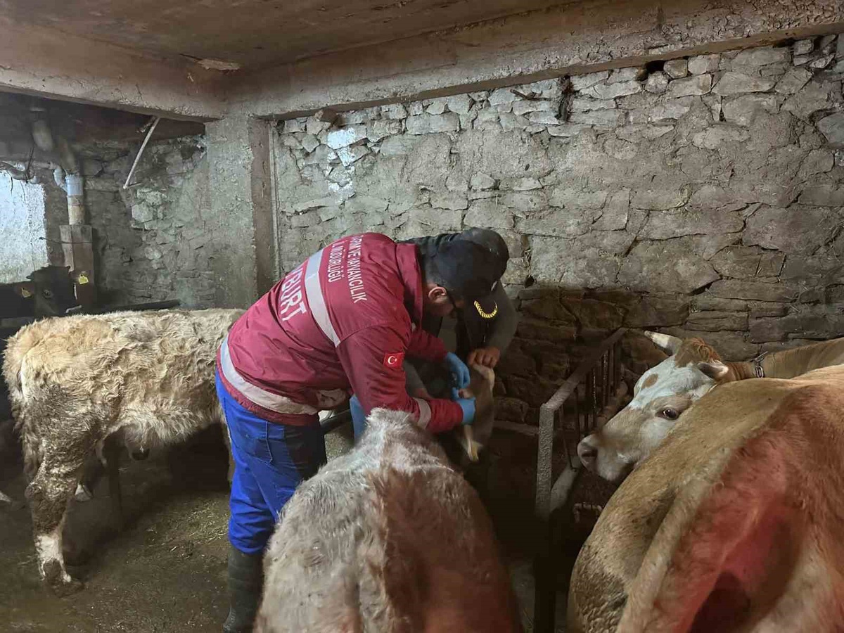 Aydıntepe'de büyükbaş şap aşılaması Akbulut ve Gümüşdamla köylerinde sürüyor