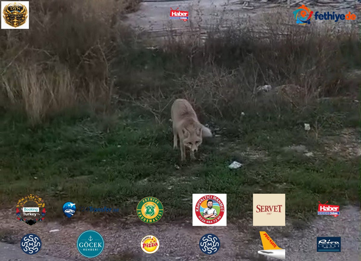 Bayburt'ta tilkiler yiyecek ararken görüldü, üniversite kampüsünde yılan kaydedildi