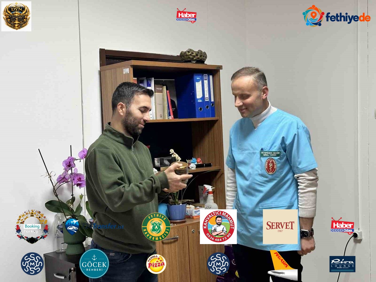 Kastamonu'da ineğin yemek borusuna armut takıldı! Gebe hayvan ahırda 2 saatlik ameliyatla kurtarıldı