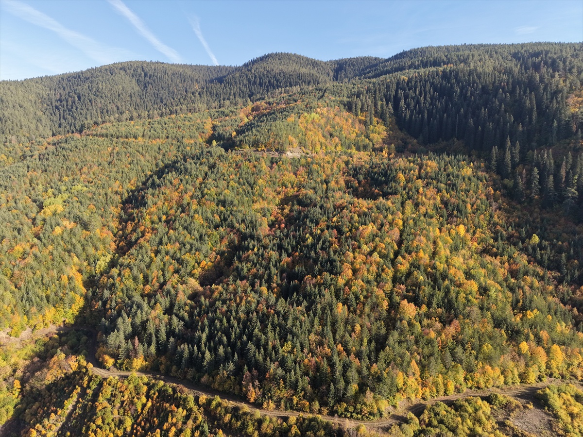 Ilgaz Dağı Milli Parkı'nda sonbahar renkleri fotoğrafçıları büyülüyor